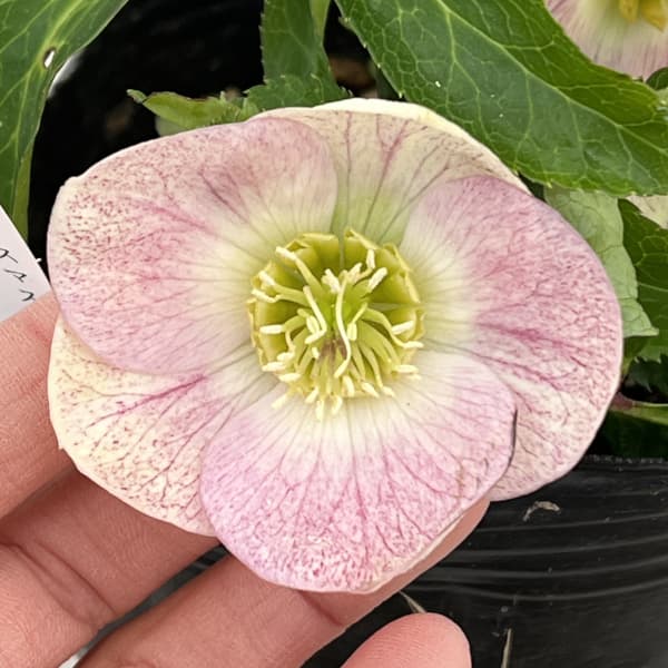 曽田園芸さんのクリスマスローズ：26-14姫小町シングル4号ロングポット【現品販売】