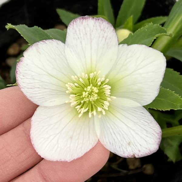 曽田園芸さんのクリスマスローズ：26-15姫小町シングル4号ロングポット【現品販売】