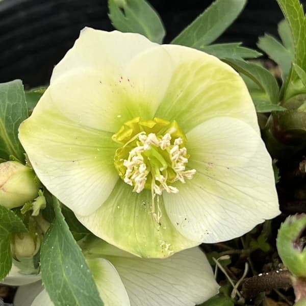 曽田園芸さんのクリスマスローズ：26-16姫小町シングル4号ロングポット【現品販売】