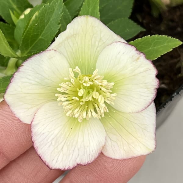 曽田園芸さんのクリスマスローズ：26-17姫小町シングル4号ロングポット【現品販売】