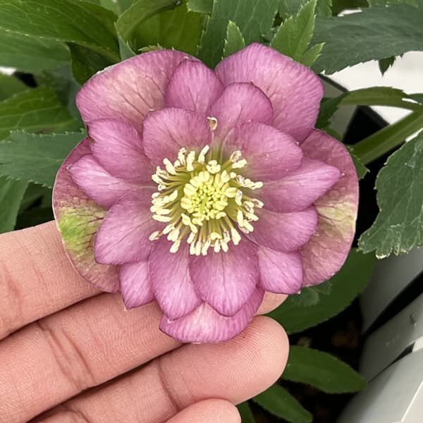 曽田園芸さんのクリスマスローズ：26-19姫小町ダブル4号ロングポット【現品販売】