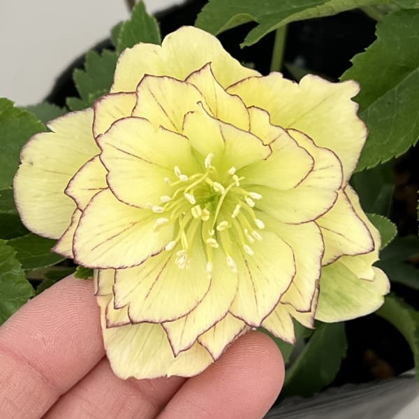 曽田園芸さんのクリスマスローズ：26-21フレグランス4号ロングポット【現品販売】