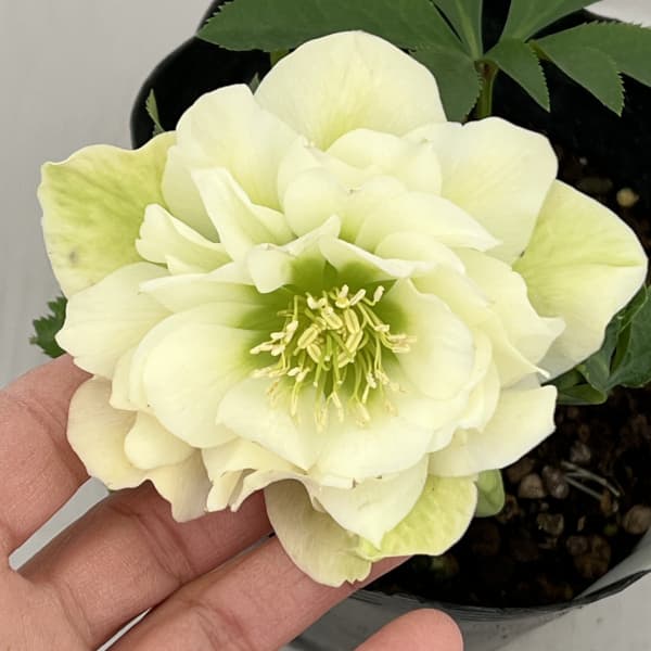 曽田園芸さんのクリスマスローズ：26-22冬牡丹4号ロングポット【現品販売】