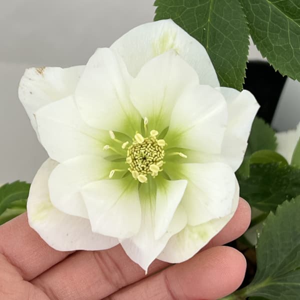 曽田園芸さんのクリスマスローズ：26-23冬牡丹4号ロングポット【現品販売】