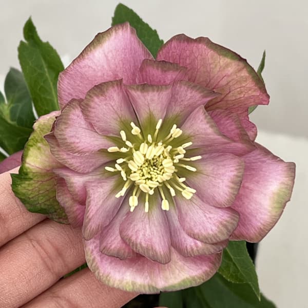 曽田園芸さんのクリスマスローズ：26-27桜利休4号ロングポット【現品販売】