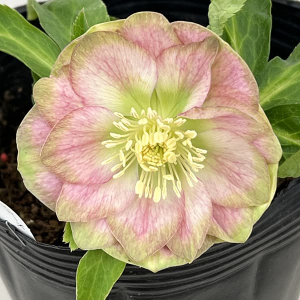 曽田園芸さんのクリスマスローズ：26-28利休かすり4号ロングポット【現品販売】