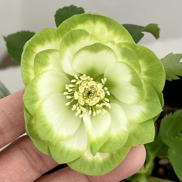 曽田園芸さんのクリスマスローズ：26-29利休A4号ロングポット【現品販売】