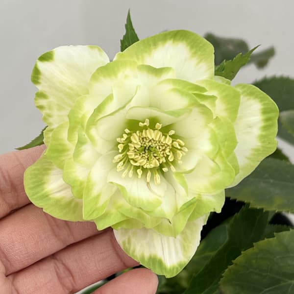 曽田園芸さんのクリスマスローズ：26-30利休A4号ロングポット【現品販売】