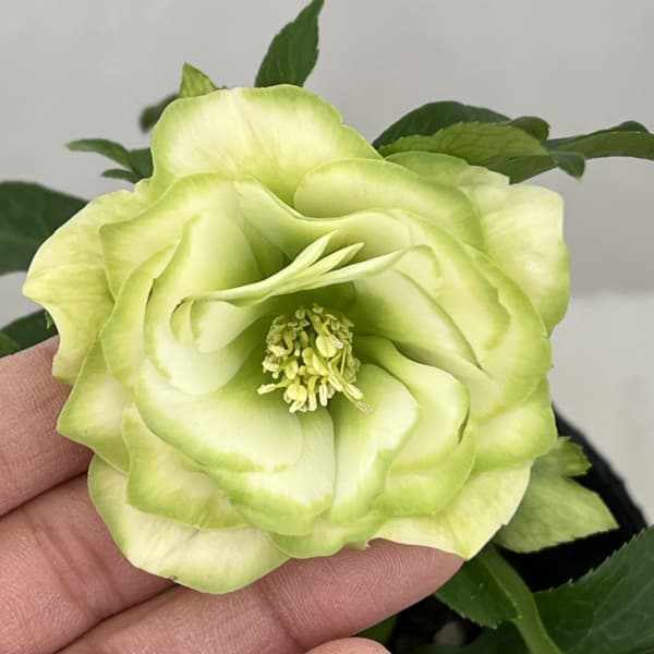 曽田園芸さんのクリスマスローズ：26-31利休4号ロングポット【現品販売】