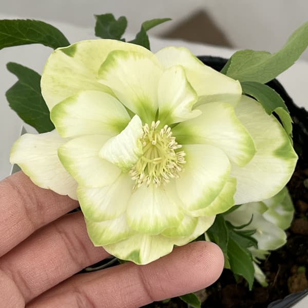 曽田園芸さんのクリスマスローズ：26-35グリーンリップ4号ロングポット【現品販売】