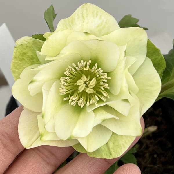 曽田園芸さんのクリスマスローズ：26-36グリーンリップ4号ロングポット【現品販売】