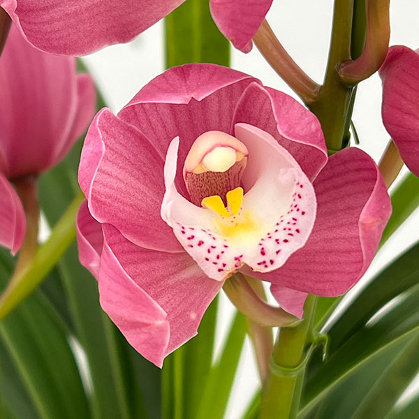 テーブルシンビジウム：あのね2本立ち　5号鉢植え（皿付き）