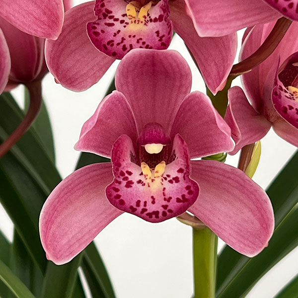 テーブルシンビジウム：森の精 あい2本立ち　5号鉢植え（皿付き）