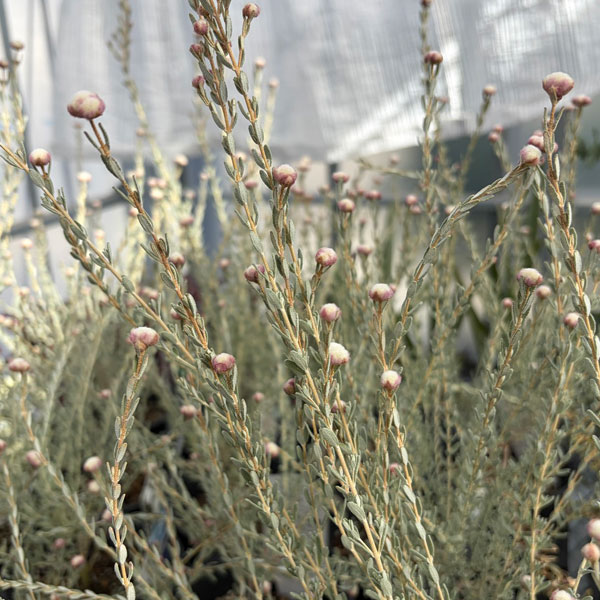 ディクラスティリス：グラビフローラ　4号ポット