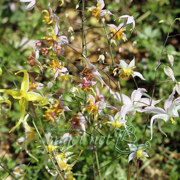 イカリソウ（碇草）：中国産交配ミックス（未選別）3号ポット