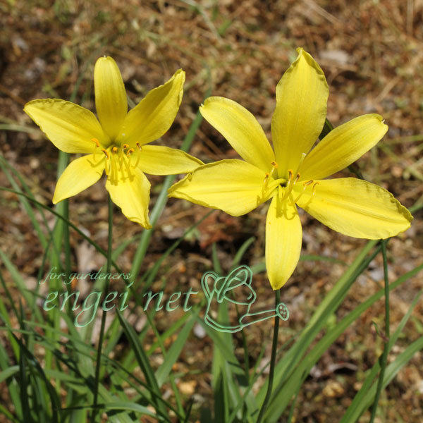 韓国細葉キスゲ（黄萓）3号ポット