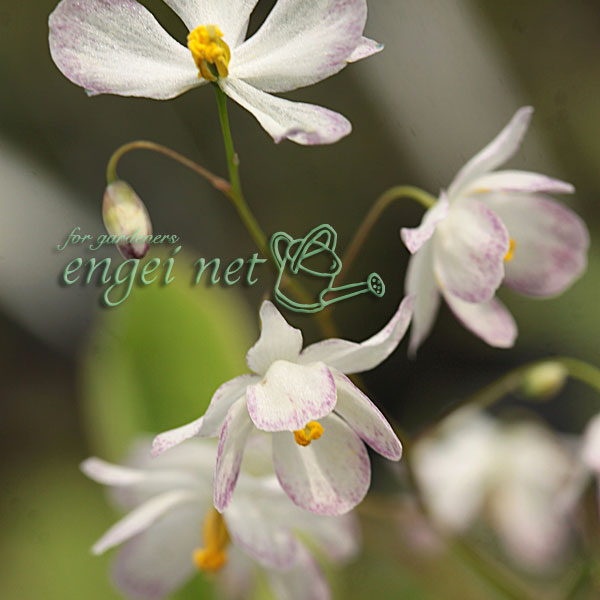 イカリソウ（碇草）：絞り咲3号ポット