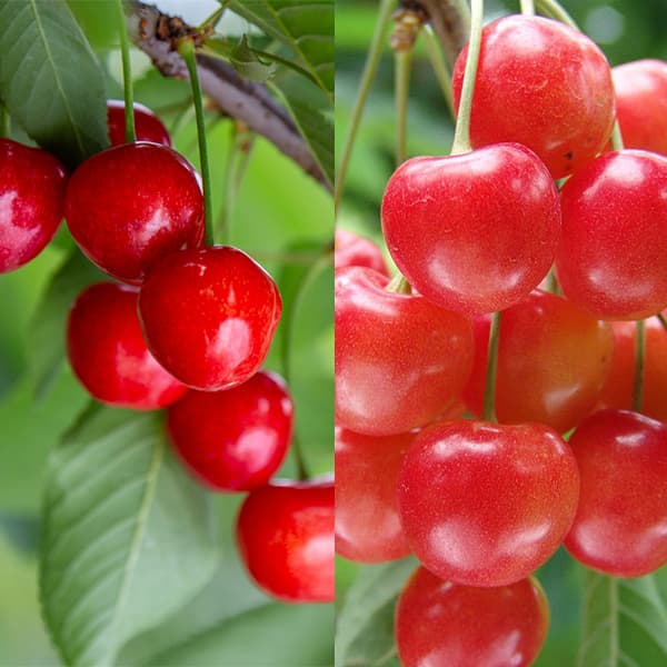 サクランボ2種受粉樹セット：べにしゅうほう（紅秀峰）とナポレオン接木苗4～5号ポット