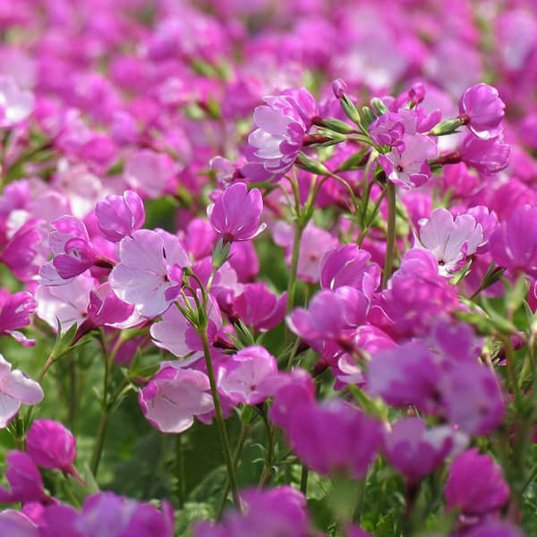 日本サクラソウ（桜草）：天覆輪（てんぷくりん）3号ポット