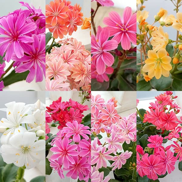 レウイシア：恋花火（花色おまかせ）3号ポット 12株セット