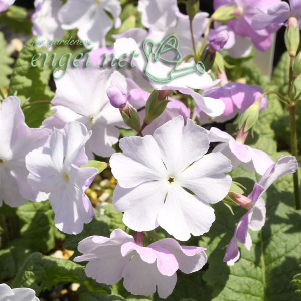 日本サクラソウ（桜草）：唐衣（からころも）3号ポット