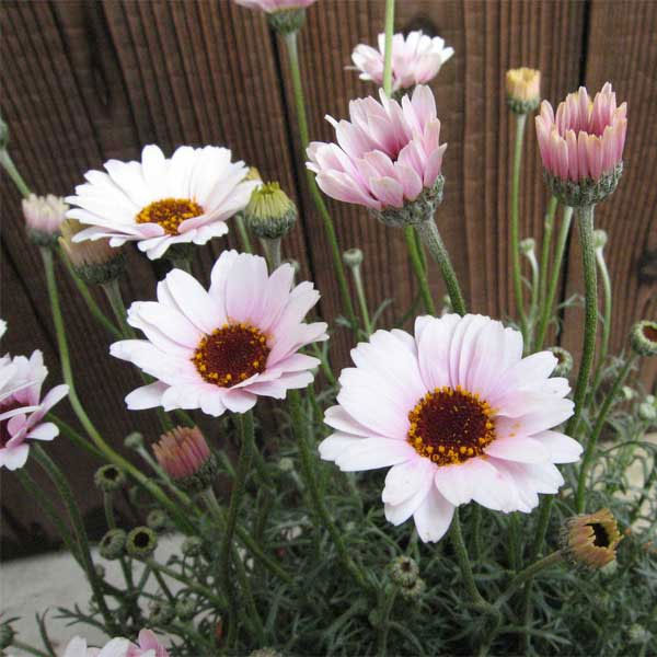 ローダンセマム：プチマカロン7号