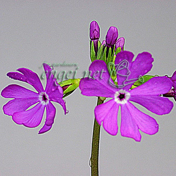 日本サクラソウ（桜草）：初烏（はつがらす）3号ポット