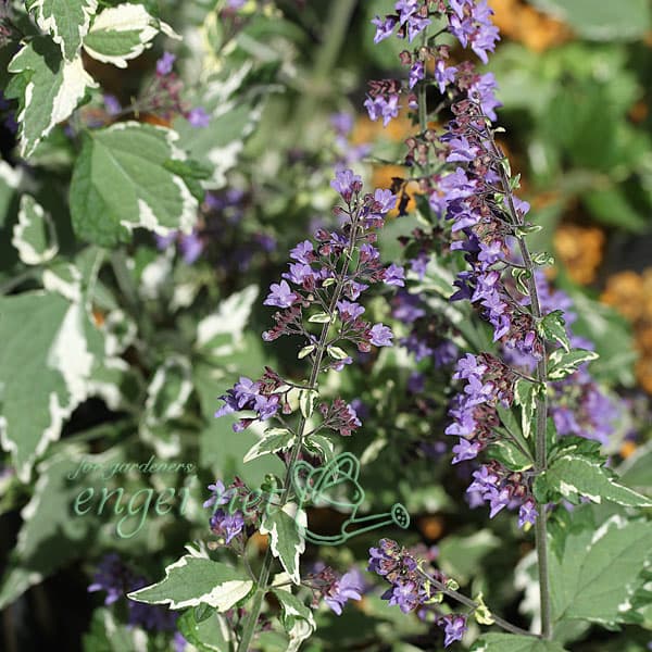 ヤマハッカ（山薄荷）：斑入り3号ポット