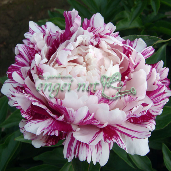 シャクヤク（芍薬）： キャンディーストライプ　6号ポット