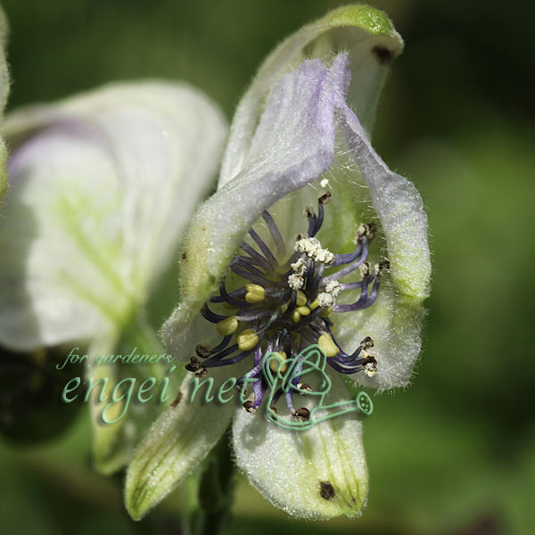 トリカブト（アコニタム）：オクトリカブト七変化3号ポット