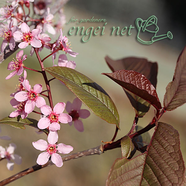エゾウワミズザクラ（アンニンゴ）：銅葉3号ポット