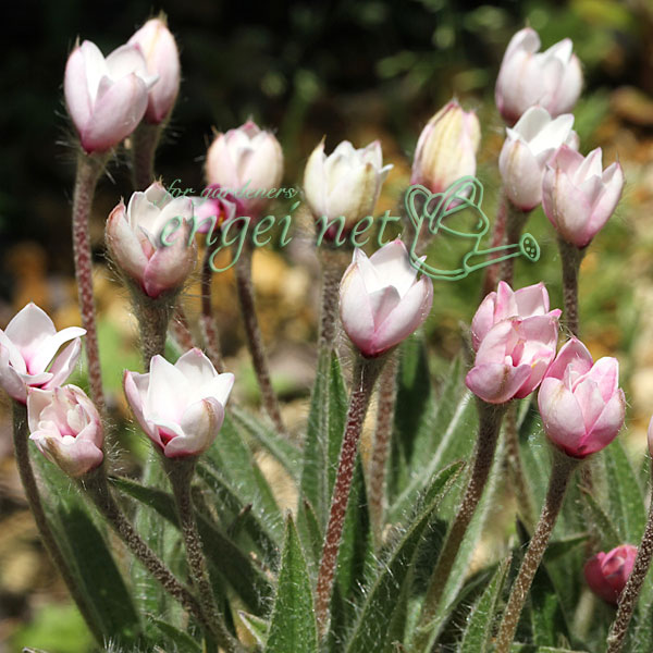 アッツザクラ（ロドヒポキシス）：チューリップ咲き2.5号ポット