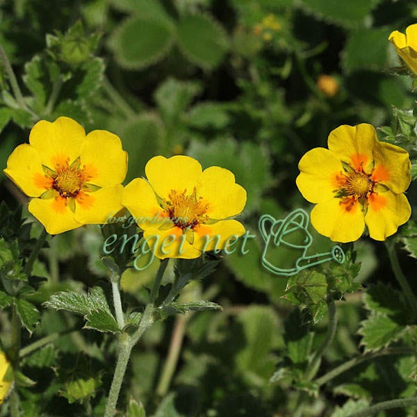 キンバイ：ジャノメキンバイ3号ポット