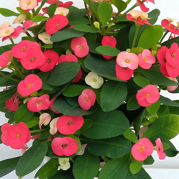 トゲ無し大輪ハナキリン（花キリン）：シャインキッス・レッド系4号鉢植え