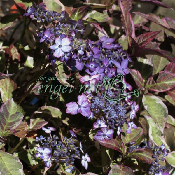 ヤマアジサイ：御厨の暁（ミクリヤノアカツキ）3号ポット