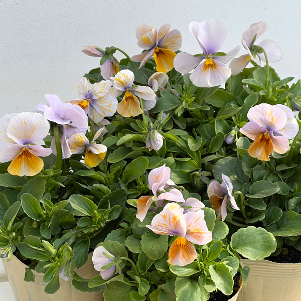 ビオラ：エボルベ　オーララ！舞扇（まいせん）3.5号ポット 6株セット