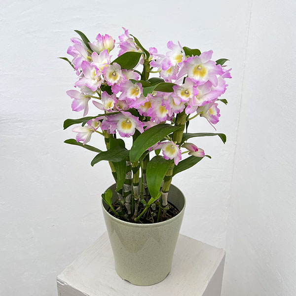 デンドロビウム（ノビル系）：ファンシーエンジェル・リセ5号鉢入り