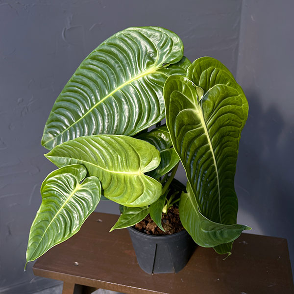 アンスリウム：ベイチー　5号ポット