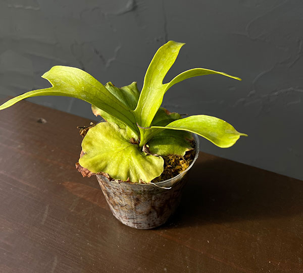 ビカクシダ（コウモリラン）：コロナリウム　3号ポット