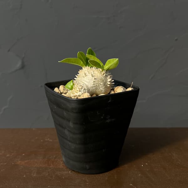 パキポディウム：ブレビカウレ（恵比寿笑い）　3.5号鉢入り