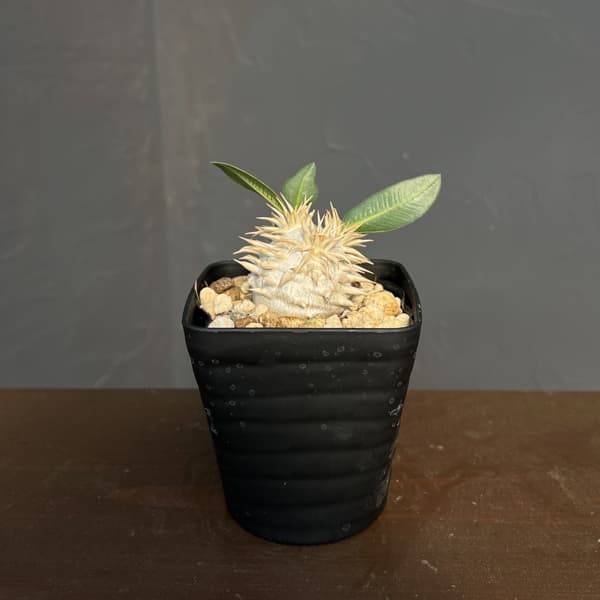 パキポディウム：エブレネウム　3.5号鉢入り