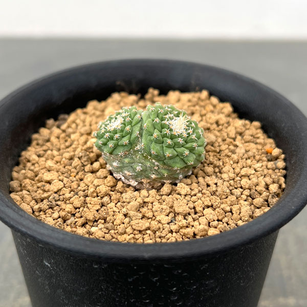 サボテン：ストロンボカクタス　菊水マルチヘッド2.5号鉢植え26-01
