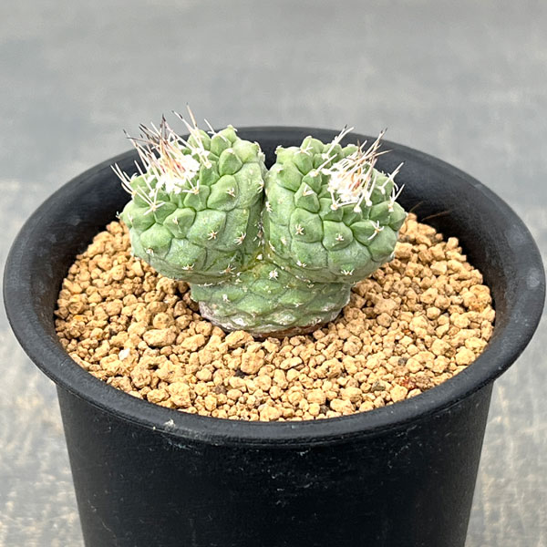 サボテン：ストロンボカクタス　菊水マルチヘッド2.5号鉢植え26-02