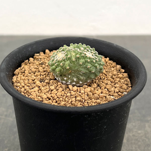 サボテン：ストロンボカクタス　菊水マルチヘッド2.5号鉢植え26-04