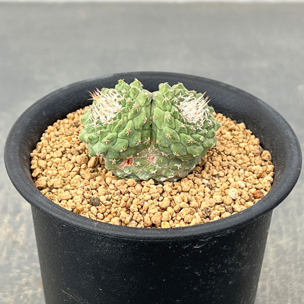 サボテン：ストロンボカクタス　菊水マルチヘッド2.5号鉢植え26-05