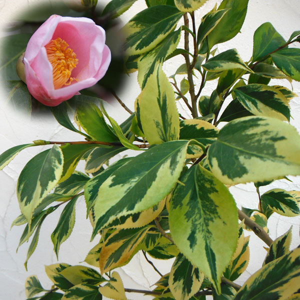 ツバキ（椿）：斑入り西王母3号ポット