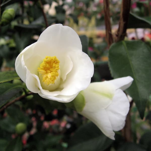 ツバキ（椿）：斑入り一休（いっきゅう）3号ポット