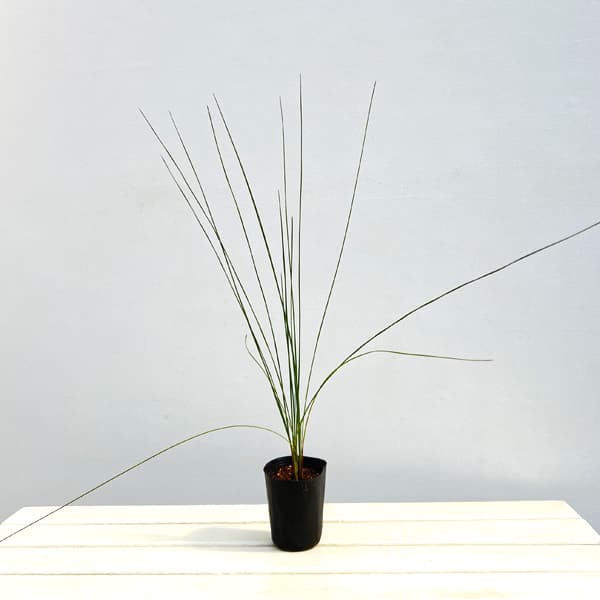 グラスツリー　ブルーノニス（クサントロエア）3号ポット