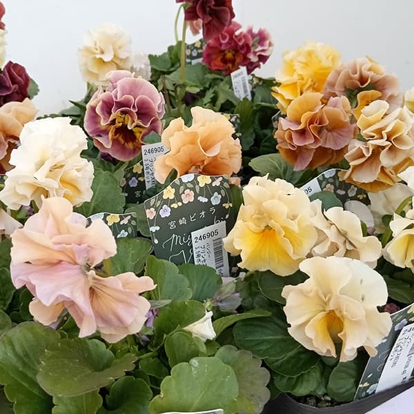 パンジー：プリンセスKEIKO3.5号ポット 3株セット