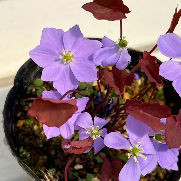 タツタソウ（竜田草）4号ポット